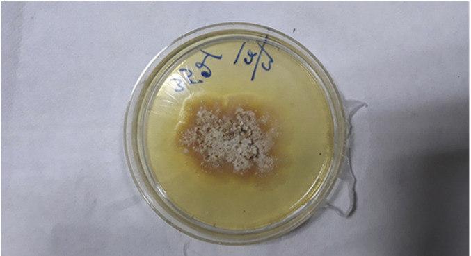 Folha de prata &eacute; uma infec&ccedil;&atilde;o f&uacute;ngica conhecida por afetar a sa&uacute;de de vegetais