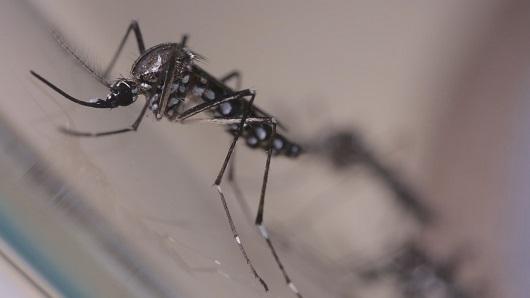 No Sul, o Paran&aacute; foi classificado como estado com potencial muito alto para casos de dengue