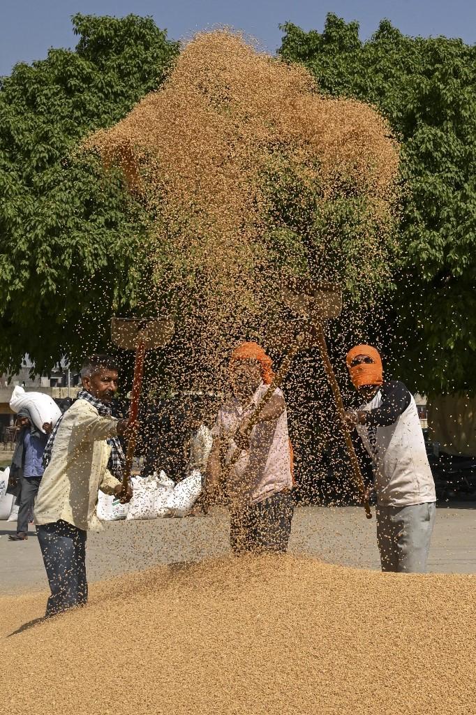 Gr&atilde;os dependem da precifica&ccedil;&atilde;o em d&oacute;lar