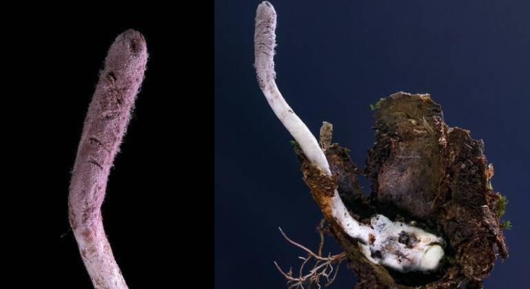Fungo foi descoberto por cientista brasileiro 