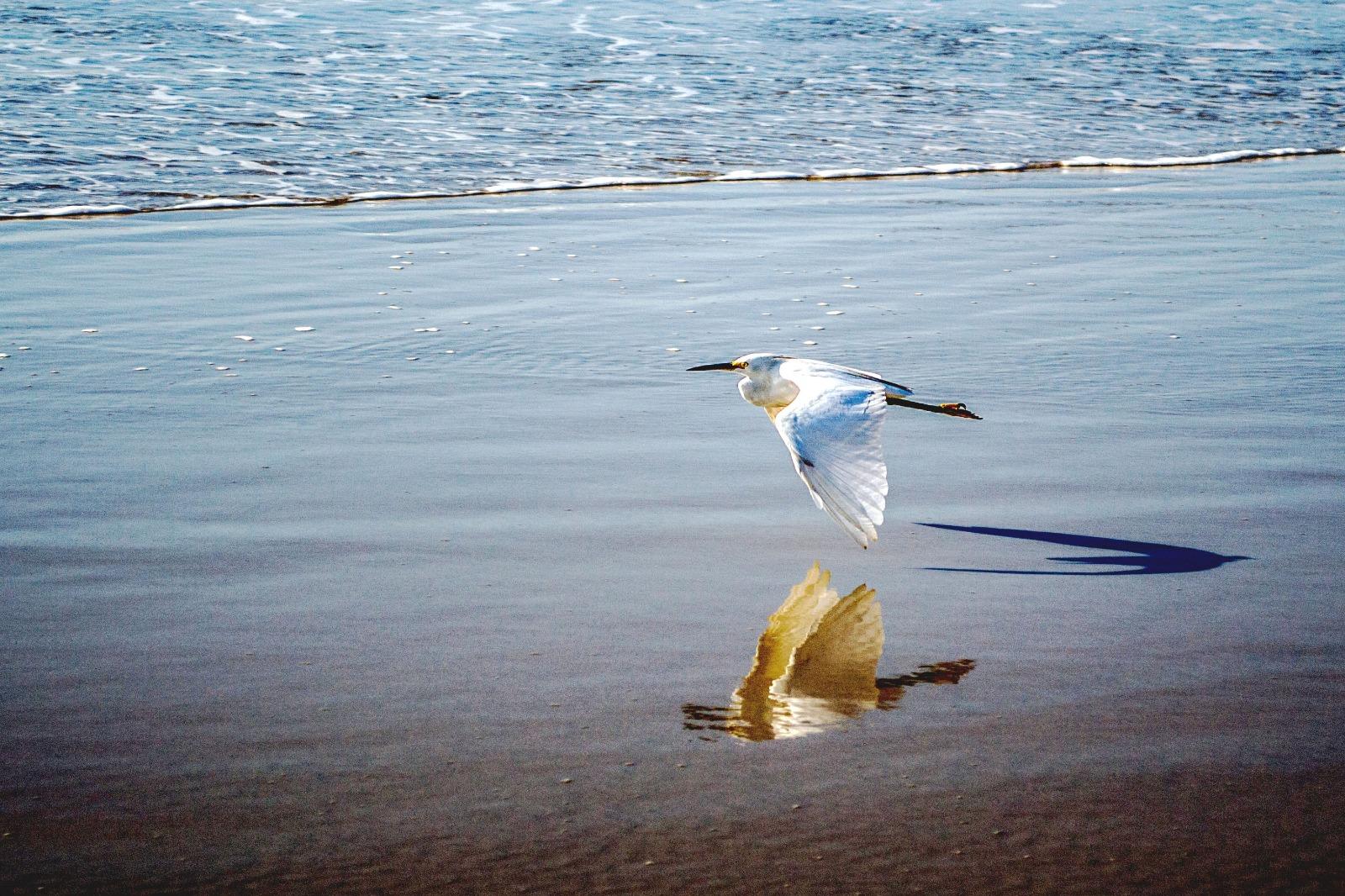 No &uacute;ltimo dia 15, Minist&eacute;rio da Agricultura confirmou tr&ecirc;s casos em aves silvestres marinha capturadas no Esp&iacute;rito Santo