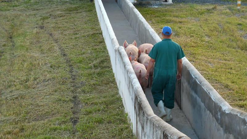 A publica&ccedil;&atilde;o traz defini&ccedil;&otilde;es dass estruturas como medidas e distanciamentos que precisam ser mantidos, al&eacute;m dos prazos que os produtores t&ecirc;m para regularizar as granjas.