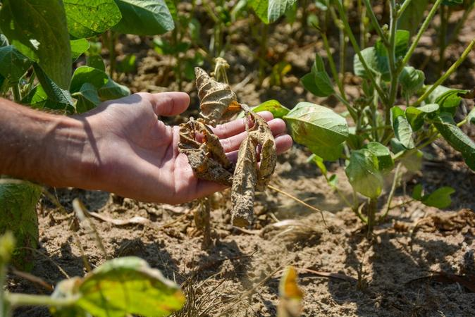 Entidades esperavam an&uacute;ncio de programa espec&iacute;fico para socorrer agricultores prejudicados por falta de chuva nas duas &uacute;ltimas safras