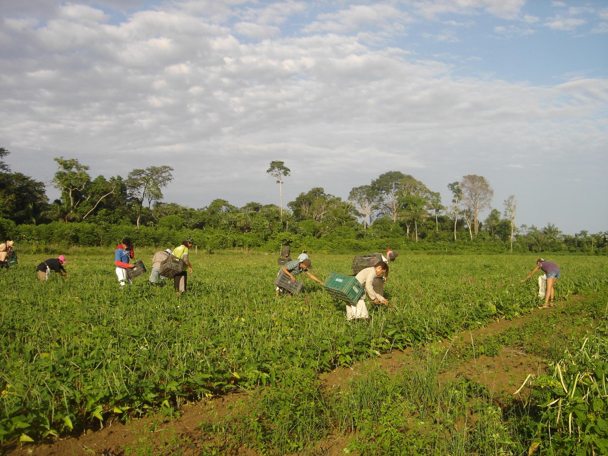 Plano tem incentivos &agrave; agroecologia, agricultoras mulheres e povos originais