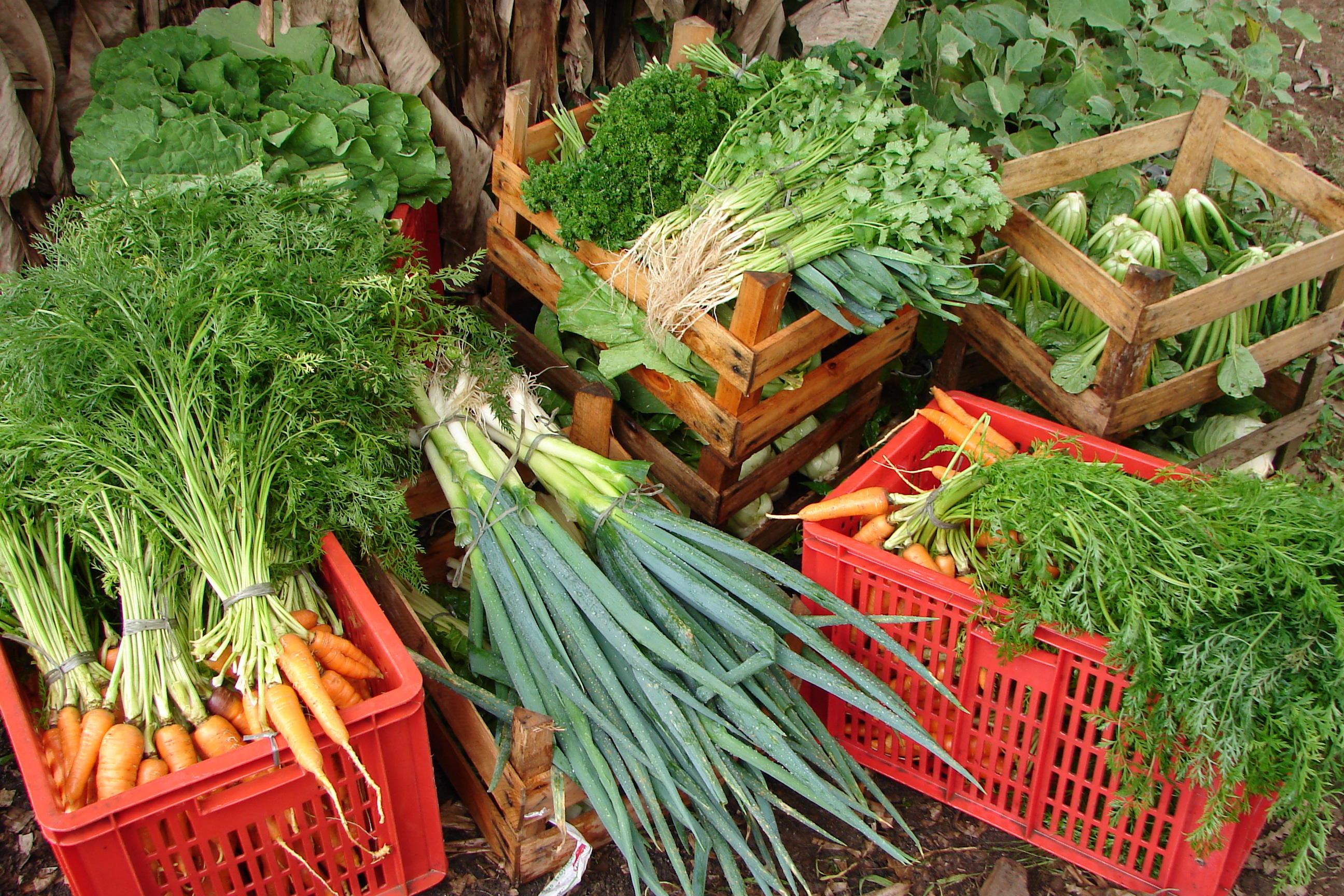 Os projetos inscritos na Conab v&atilde;o representar 248 mil toneladas de alimentos a serem doadas &agrave; popula&ccedil;&atilde;o em vulnerabilidade