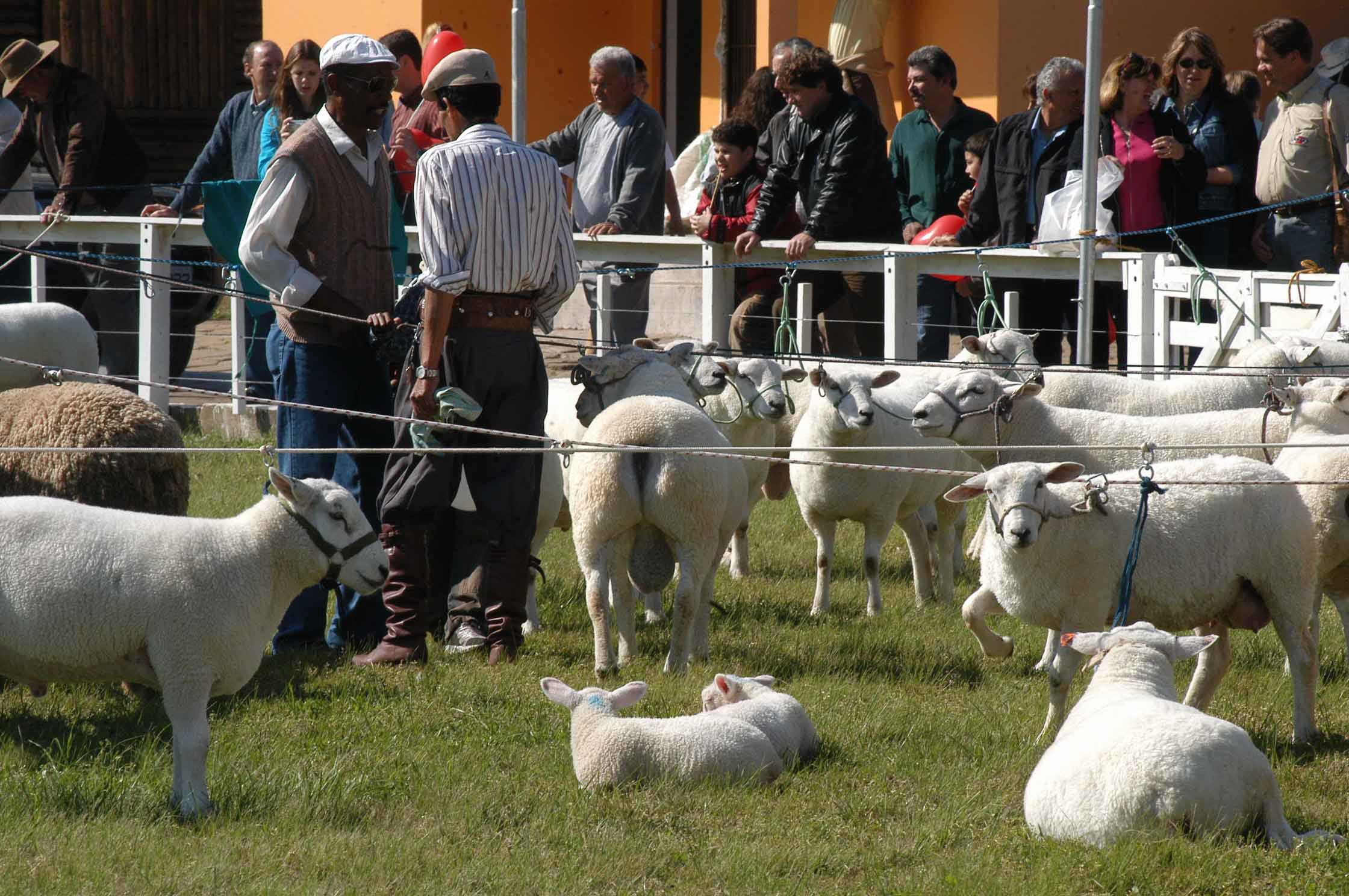 "Ao longo do ano houve investimento grande dos criadores em melhoramento gen&eacute;tico. E o produtor quer mostrar todo esse trabalho na evolu&ccedil;&atilde;o dos seus plant&eacute;is na Expointer, que &eacute; a grande vitrine&rdquo;, afirma Edemundo Gressler, presidente da Arco.