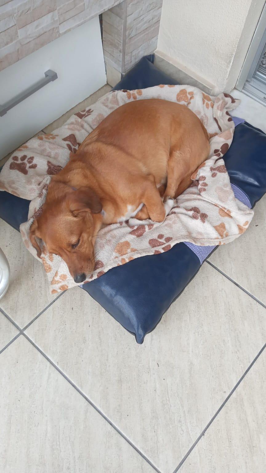 Com o avan&ccedil;ar da idade, as idas ao veterin&aacute;rio e ambientes hospitalares se tornam mais frequentes