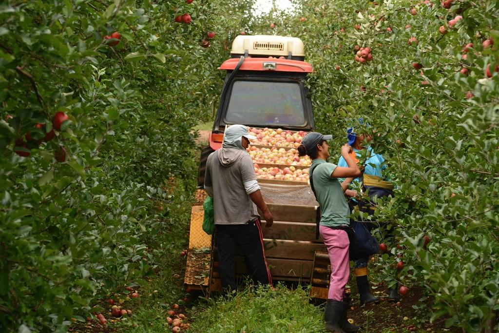 Aumento da popula&ccedil;&atilde;o ocupada do agroneg&oacute;cio foi puxado por empregados com carteira assinada e por mulheres