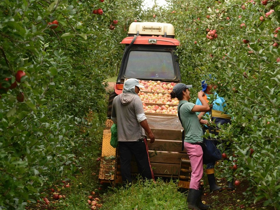 Aumento da população ocupada do agronegócio foi puxado por empregados com carteira assinada e por mulheres Aumento da população ocupada do agronegócio foi puxado por empregados com carteira assinada e por mulheres