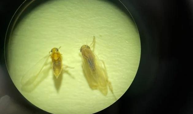 Cigarrinha-africana (E) &eacute; menor do que a cigarrinha-do-milho (D), mas sua identifica&ccedil;&atilde;o &eacute; dif&iacute;cil de ser feita a campo