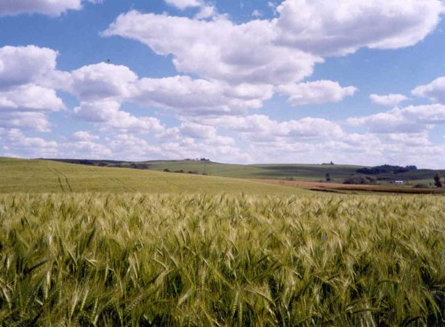 &Aacute;rea plantada de trigo cresceu 11,2%, chegando a 3,4 milh&otilde;es de hectares