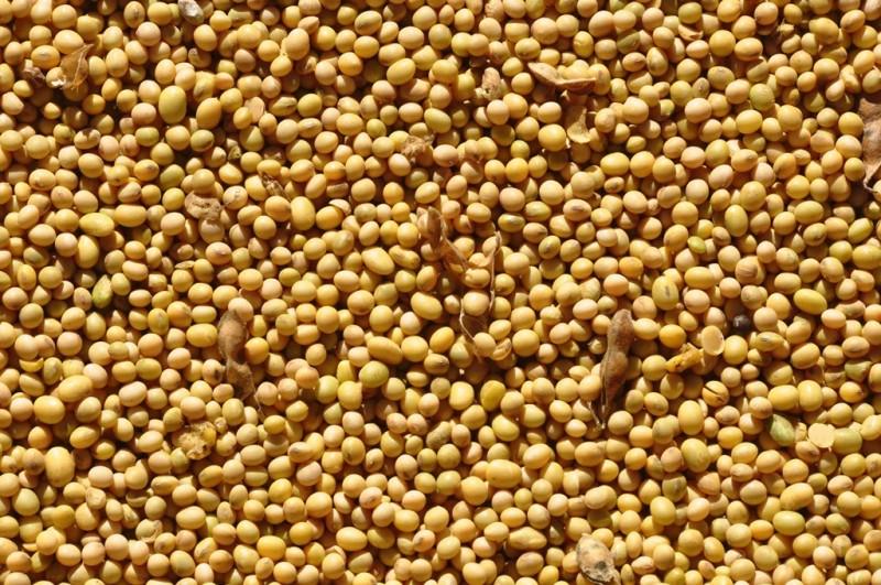 Venda de soja alcan&ccedil;ou 2,2 bilh&otilde;es de d&oacute;lares no per&iacute;odo, incremento de 15,5%