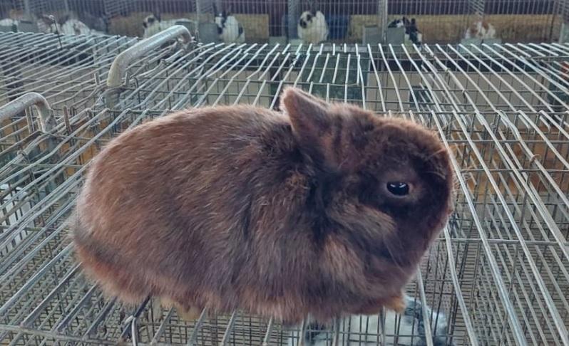 Netherland &eacute; a menor ra&ccedil;a de coelhos, que pesam cerca de 1 kg