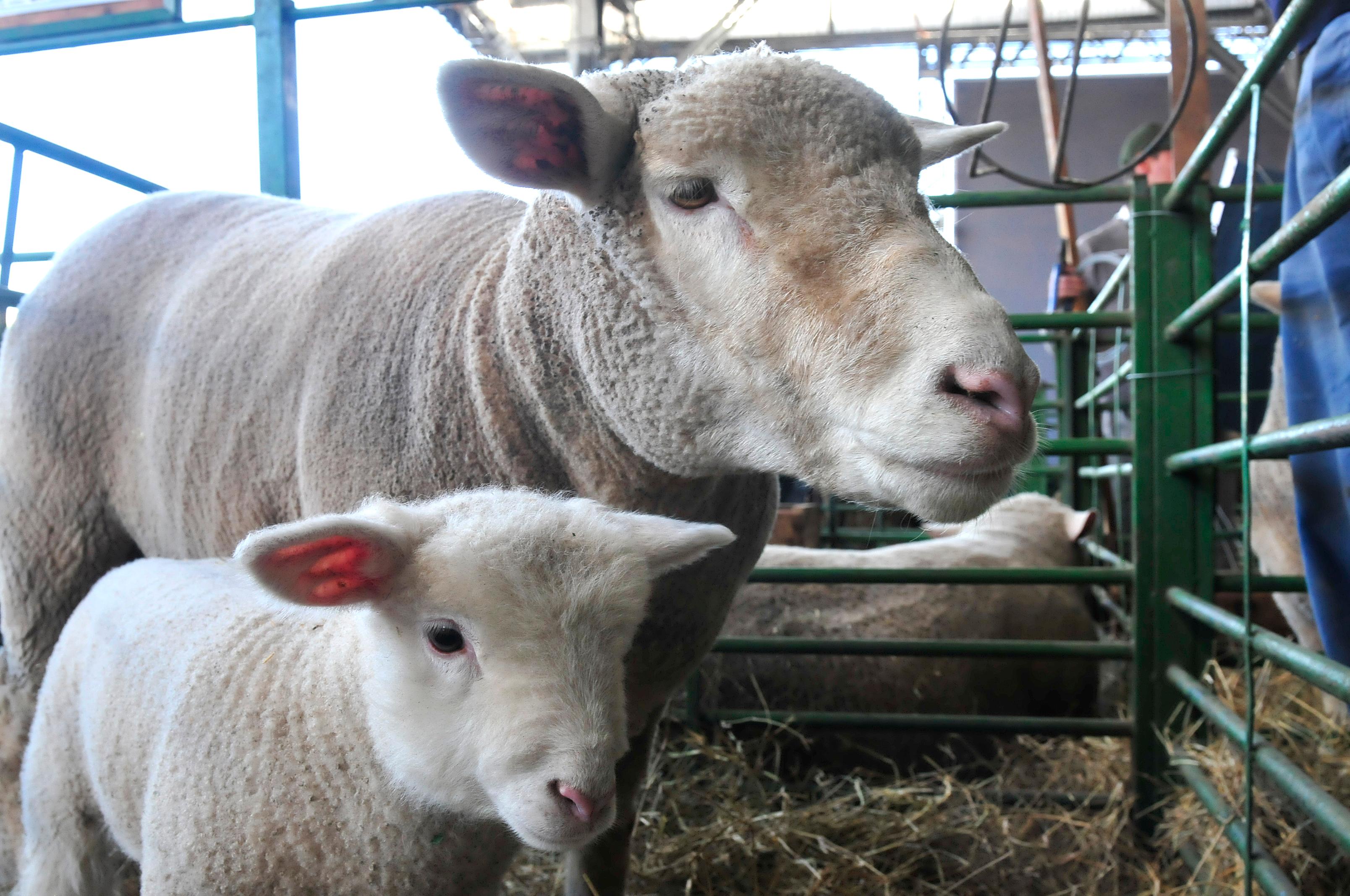 P&uacute;blico vai conferir a qualidade dos 4.275 animais inscritos