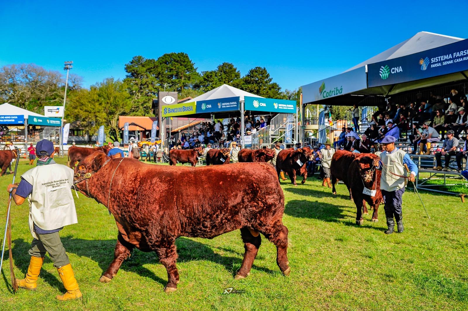 A Associa&ccedil;&atilde;o Brasileira de Criadores de Devon e Bravon vai premiar, al&eacute;m dos animais campe&otilde;es, pecuaristas jovens e mulheres criadoras com os trof&eacute;us Jovem Expositor e Chirip&aacute;.