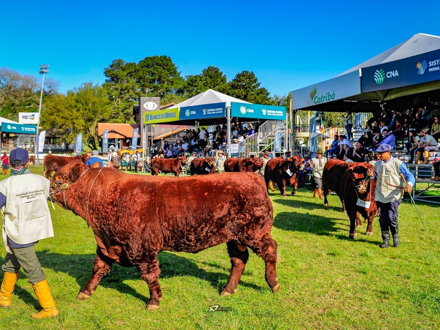 A Associação Brasileira de Criadores de Devon e Bravon vai premiar, além dos animais campeões, pecuaristas jovens e mulheres criadoras com os troféus Jovem Expositor e Chiripá. A Associação Brasileira de Criadores de Devon e Bravon vai premiar, além dos animais campeões, pecuaristas jovens e mulheres criadoras com os troféus Jovem Expositor e Chiripá.