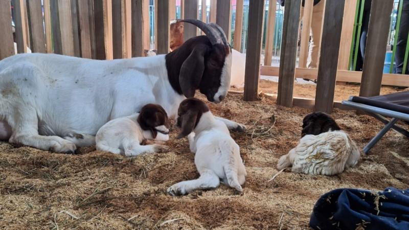 Cabra Bacamarth, da ra&ccedil;a Boer, pariu tr&ecirc;s f&ecirc;meas no come&ccedil;o da manh&atilde; de s&aacute;bado