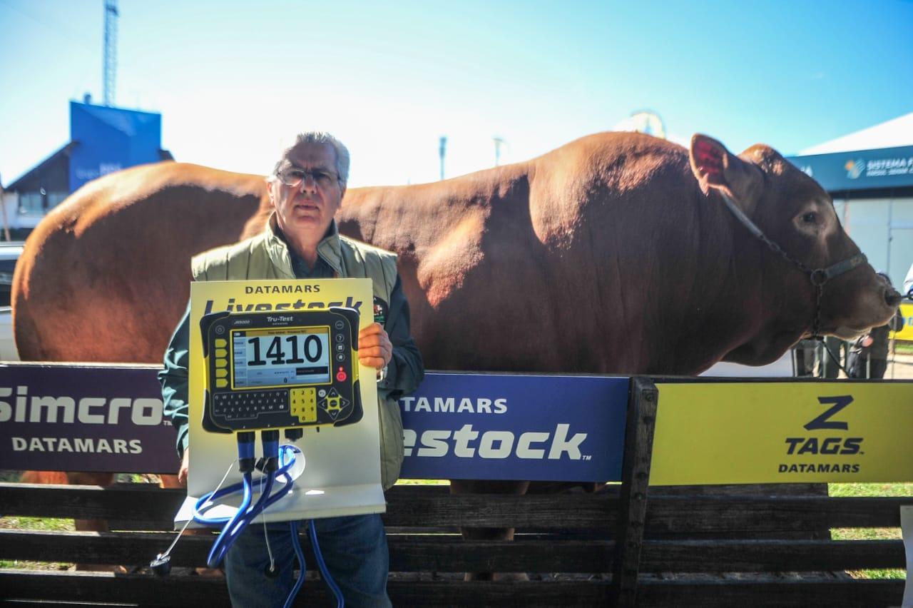 Segundo o criador, Cacaio Lima, segredo para obter animal deste porte est&aacute; na superalimenta&ccedil;&atilde;o