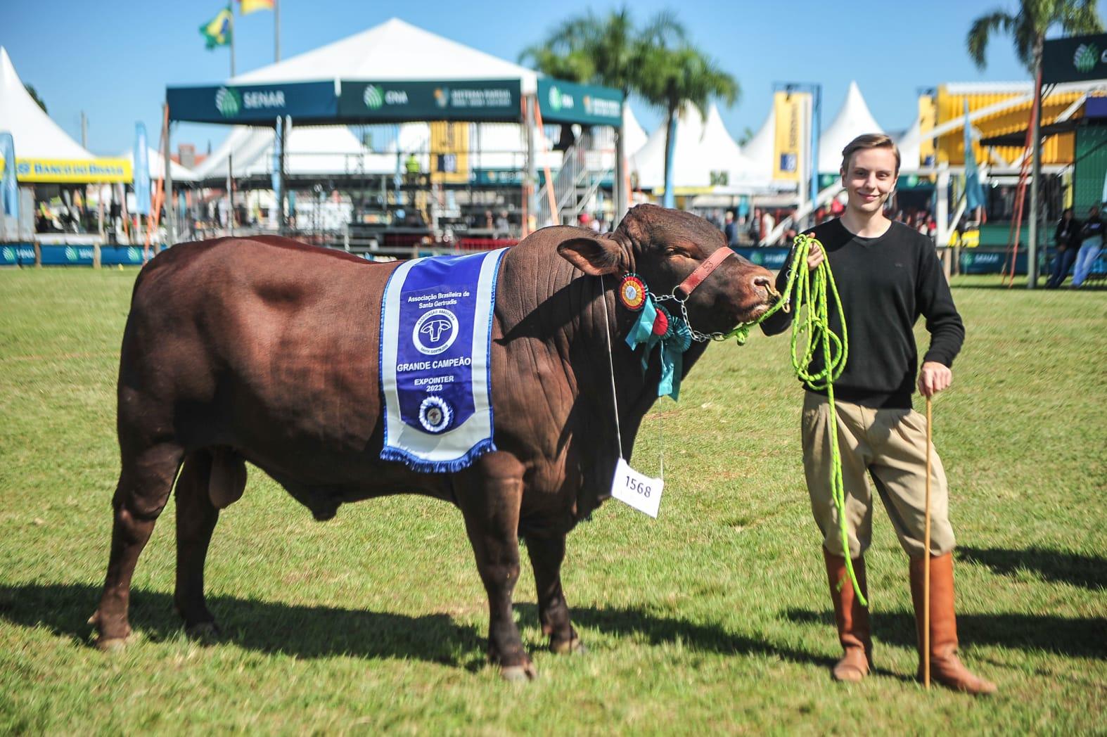 Grande Campe&atilde;o macho pertence &agrave; Cabanha 53, de Lagoa Vernelha
