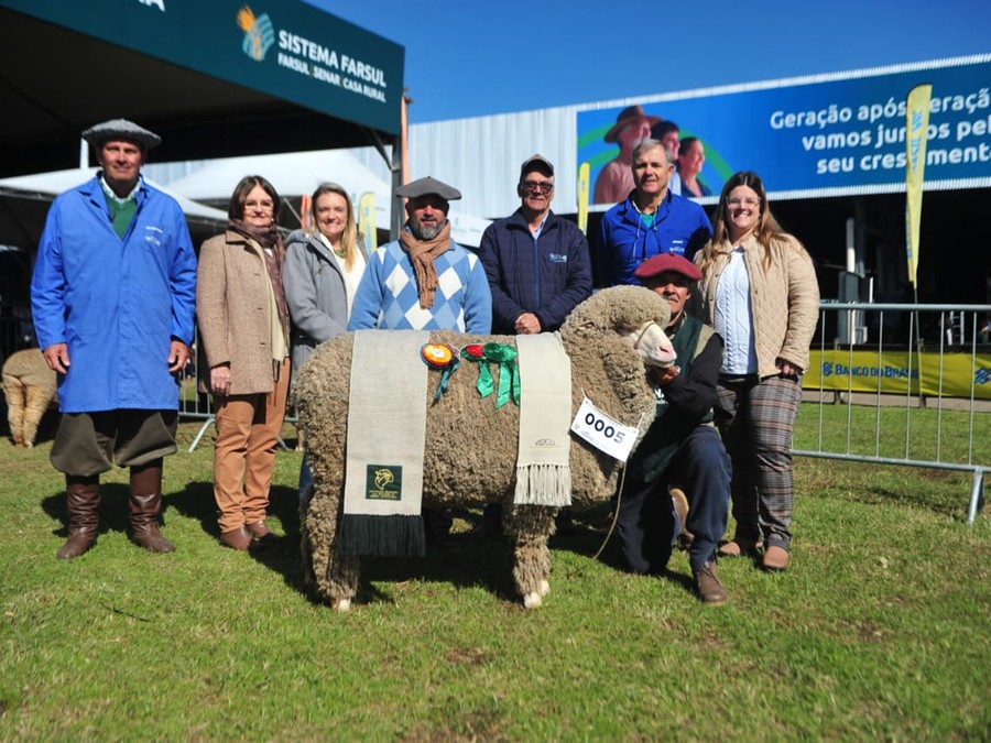 Cabanha Santa Camila recebe prêmio entre as fêmeas da raça Merino Australiano  Cabanha Santa Camila recebe prêmio entre as fêmeas da raça Merino Australiano