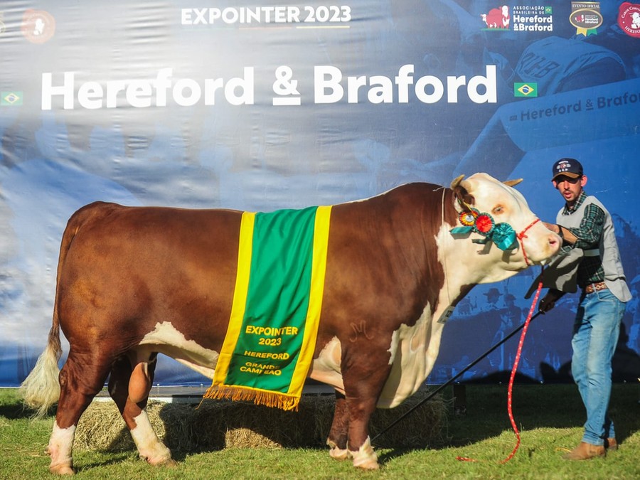 Da Mãe Rainha Z 411 United Cocoa Te, conhecido pelo proprietário como Tormenta, foi o grande campeão da Hereford Da Mãe Rainha Z 411 United Cocoa Te, conhecido pelo proprietário como Tormenta, foi o grande campeão da Hereford