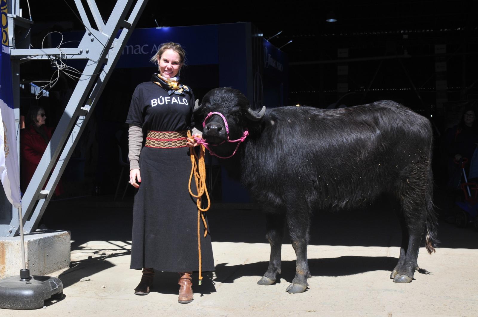 Presidente da Associa&ccedil;&atilde;o Sulina de Criadores de B&uacute;falos (Ascribu), Desire&eacute; M&ouml;ller, quer dismistifcar que o animal &eacute; extremamente d&oacute;cil e de f&aacute;cil manejo