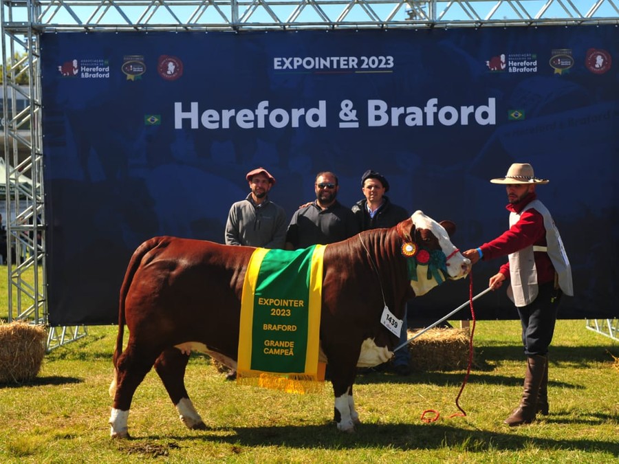 A fêmea Carcavio 38-138 Experto 3876 Magno Te (box 1439) conquistou o título de Grande Campeã da raça Braford A fêmea Carcavio 38-138 Experto 3876 Magno Te (box 1439) conquistou o título de Grande Campeã da raça Braford
