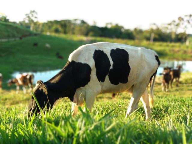 A emiss&atilde;o do metano ent&eacute;rico &eacute; um processo natural que ocorre somente para os ruminantes