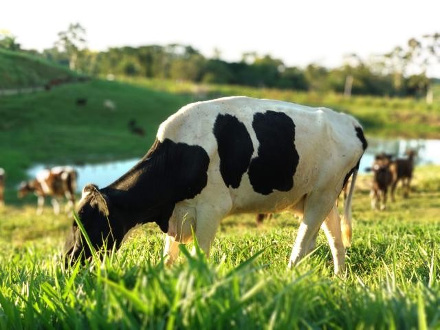 A emissão do metano entérico é um processo natural que ocorre somente para os ruminantes A emissão do metano entérico é um processo natural que ocorre somente para os ruminantes