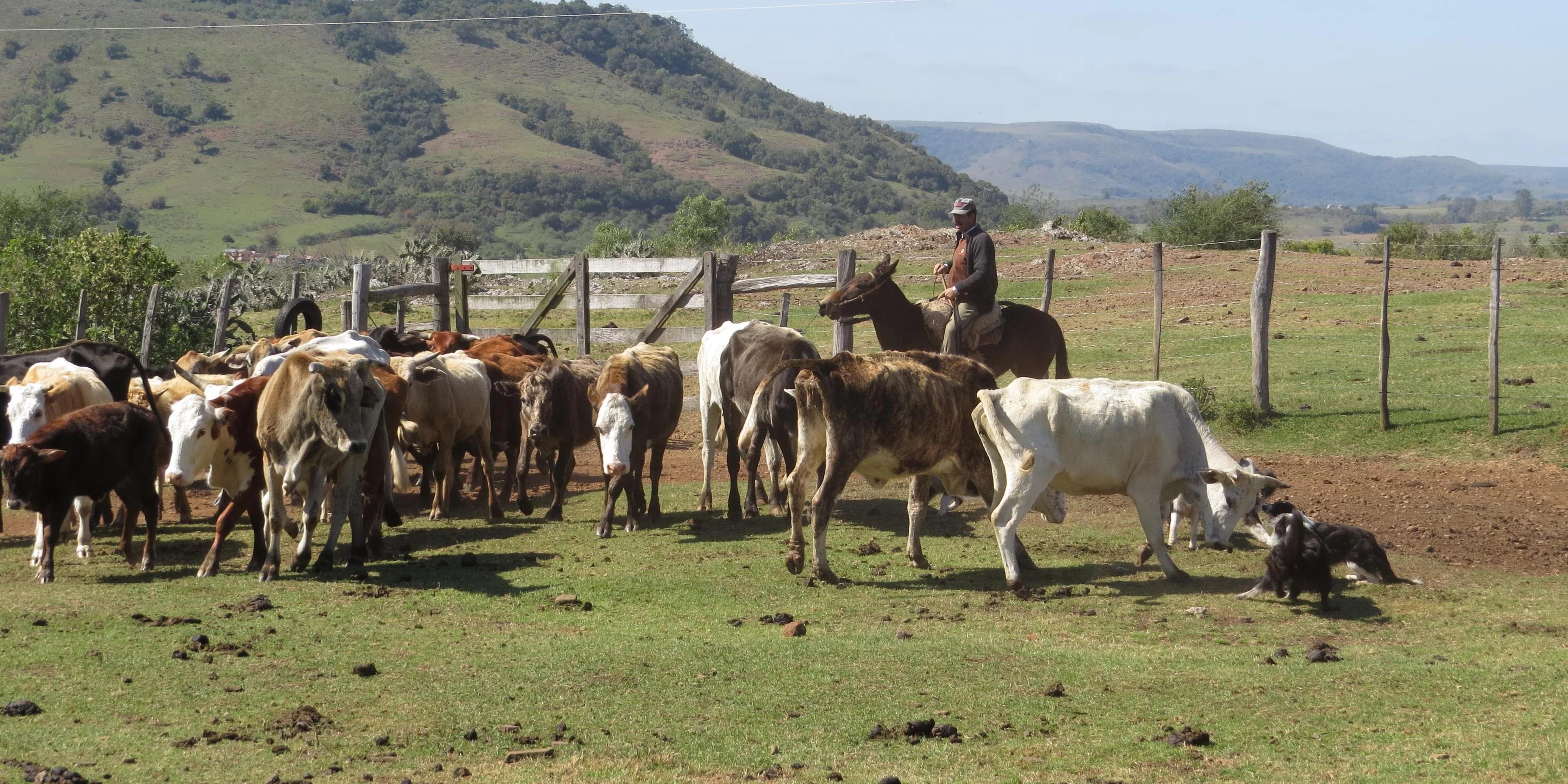 Projeto tenta promover coexist&ecirc;ncia de diferentes sistemas de produ&ccedil;&atilde;o no Pampa