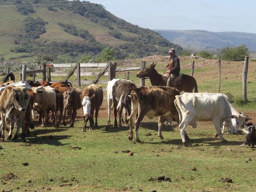 Projeto tenta promover coexistência de diferentes sistemas de produção no Pampa Projeto tenta promover coexistência de diferentes sistemas de produção no Pampa