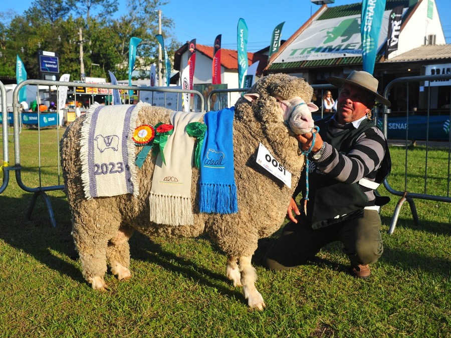 O exemplar Água Fria H65 venceu disputa de machos da raça Ideal O exemplar Água Fria H65 venceu disputa de machos da raça Ideal