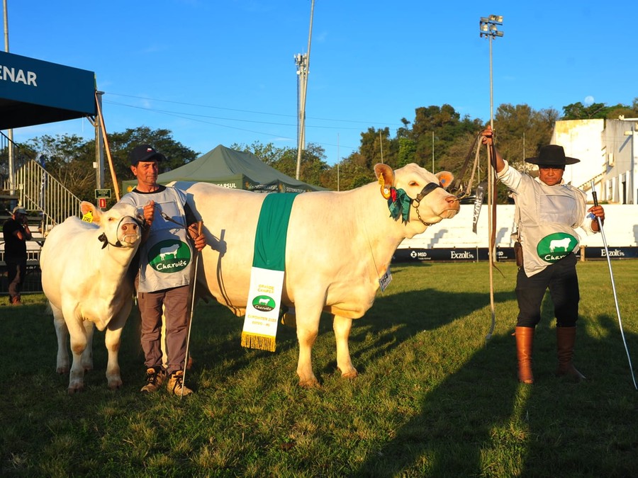 Taruma Jhbd Te Gena (box 1154) foi a grande campeã da raça Charolês Taruma Jhbd Te Gena (box 1154) foi a grande campeã da raça Charolês