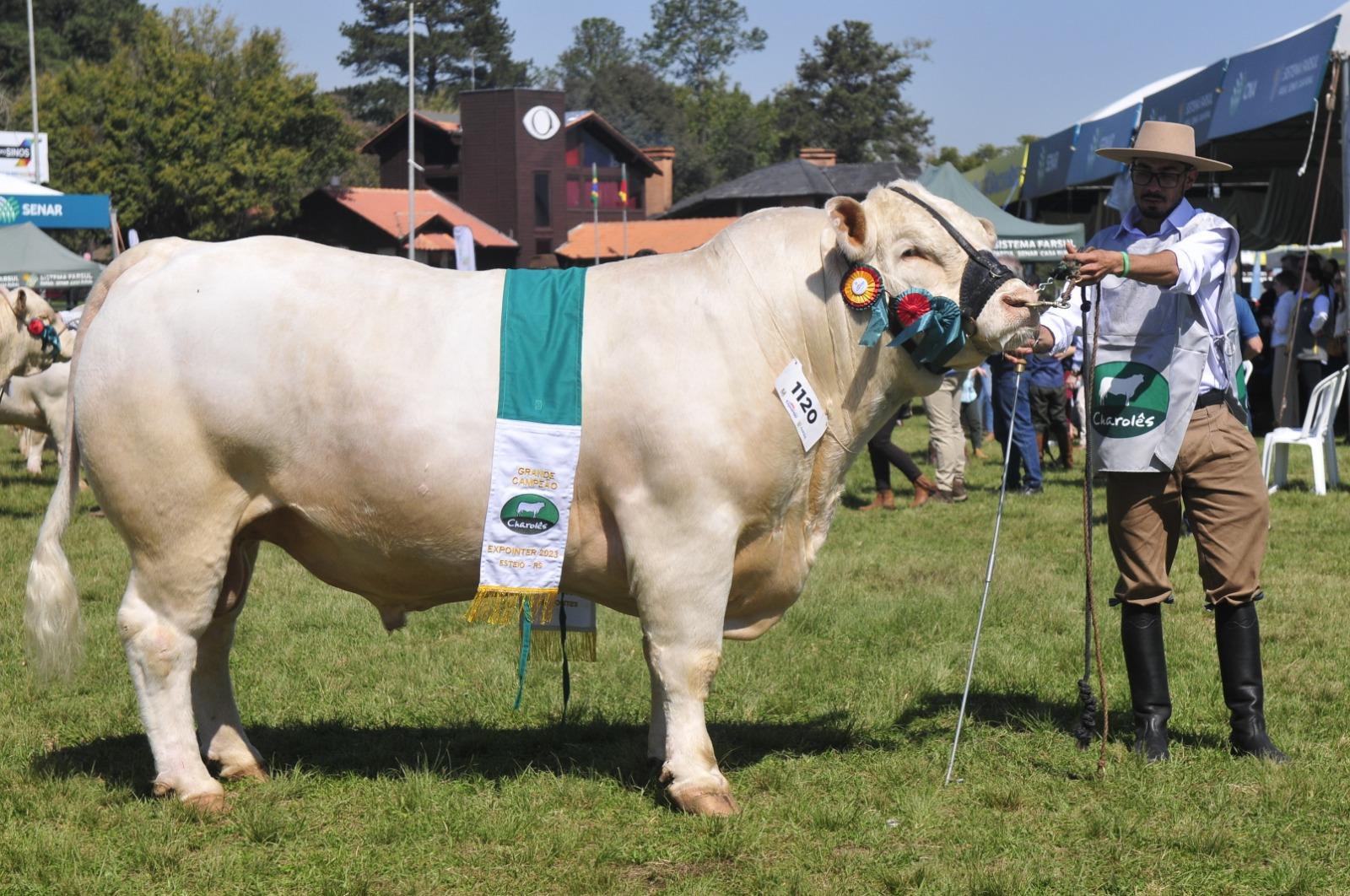 Cezar Ledger 2017 Quasar Te (box 1120) conquistou o t&iacute;tulo de Grande Campe&atilde;o macho da ra&ccedil;a Charol&ecirc;s