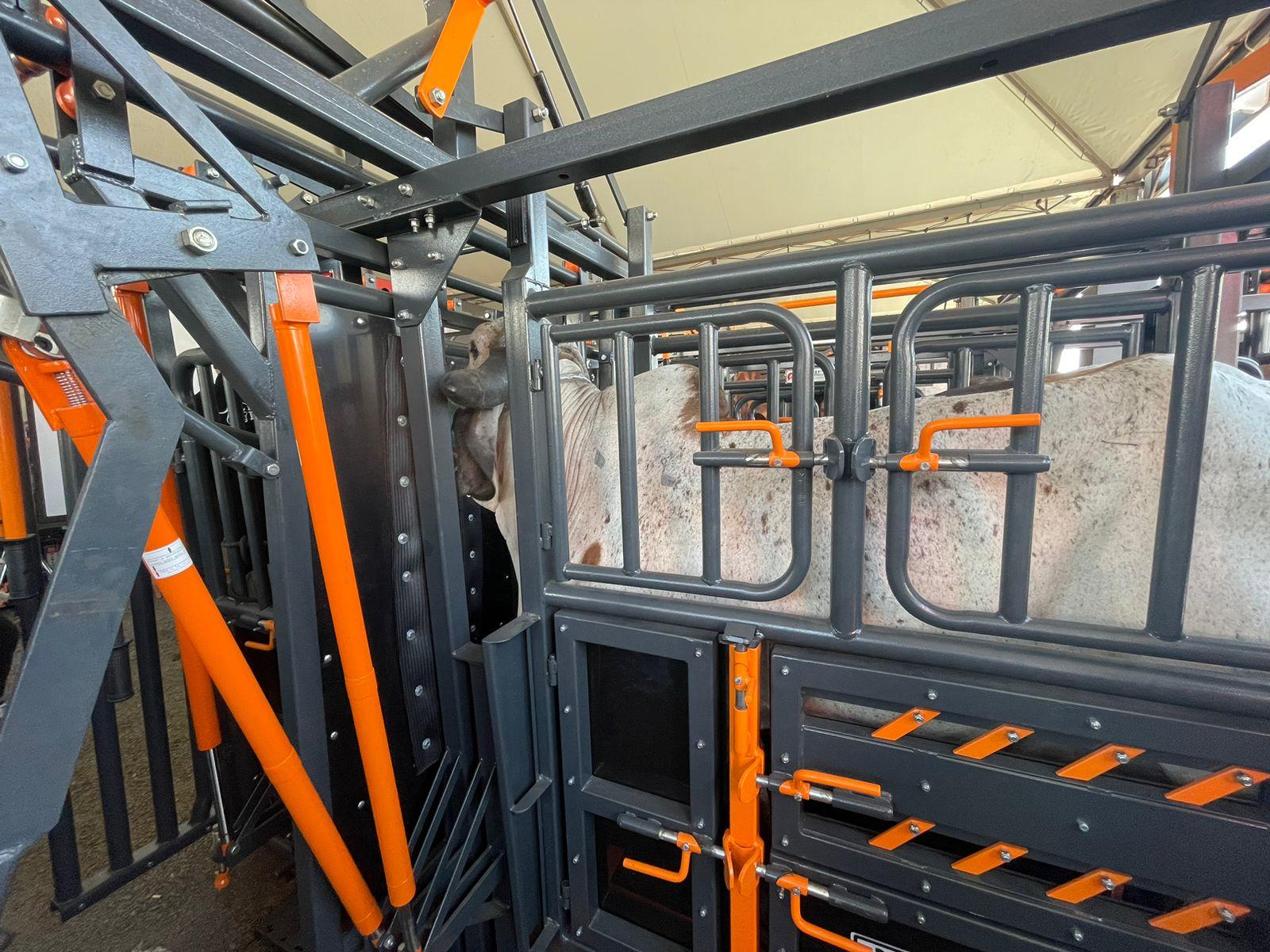 A utiliza&ccedil;&atilde;o de um tronco de conten&ccedil;&atilde;o evita que os animais, os veterin&aacute;rios e os funcion&aacute;rios das fazendas se machuquem