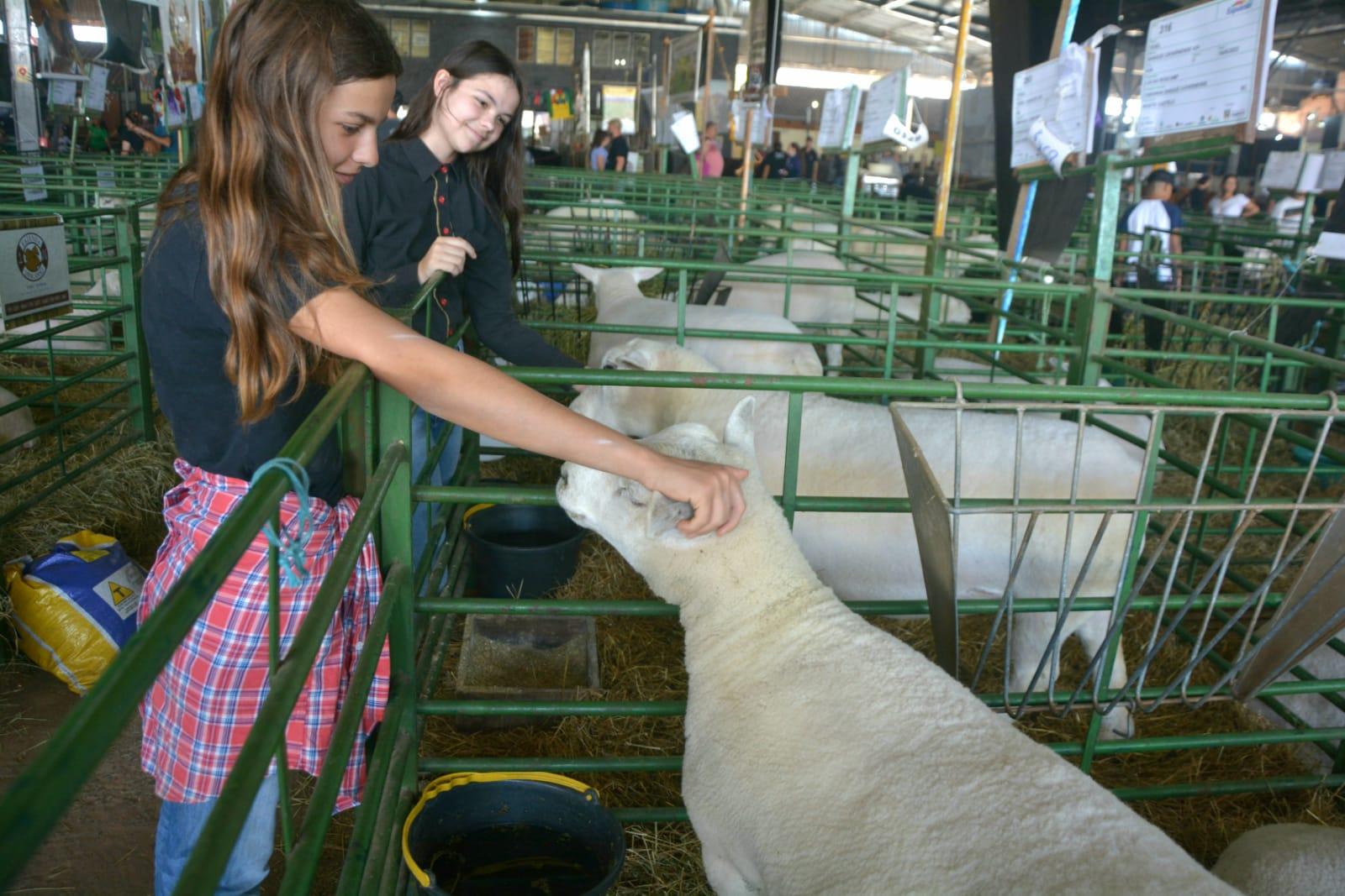 Uma das atra&ccedil;&otilde;es, da programa&ccedil;&atilde;o na Expointer 2023, &eacute; a exposi&ccedil;&atilde;o de animais
