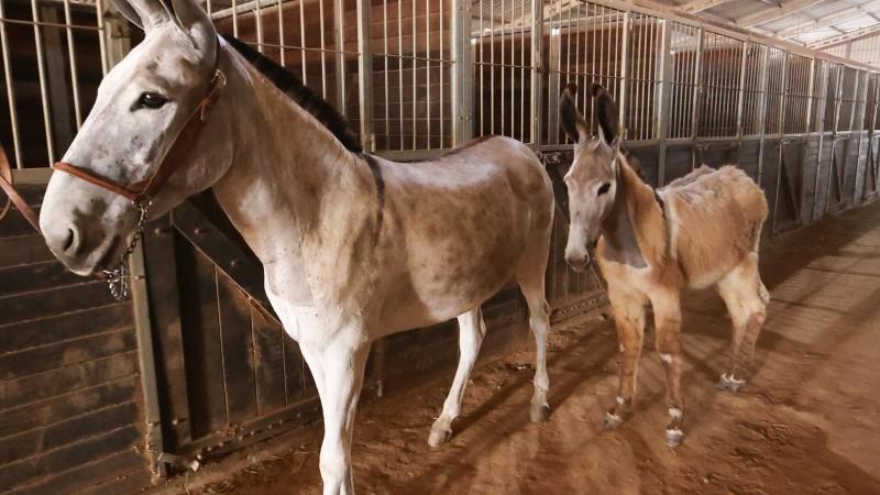 A jumentinha com a m&atilde;e faz sucesso entre o p&uacute;blico visitante