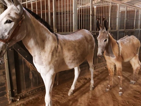 A jumentinha com a mãe faz sucesso entre o público visitante A jumentinha com a mãe faz sucesso entre o público visitante