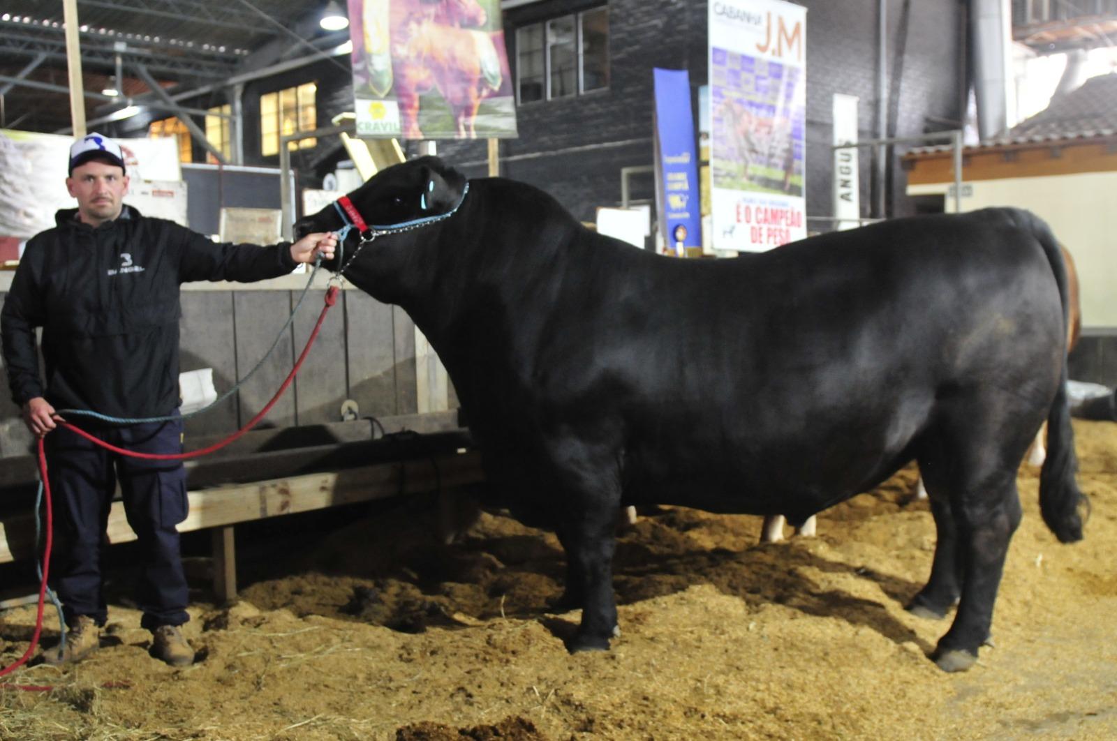 Touro pesa 1.110 quilos