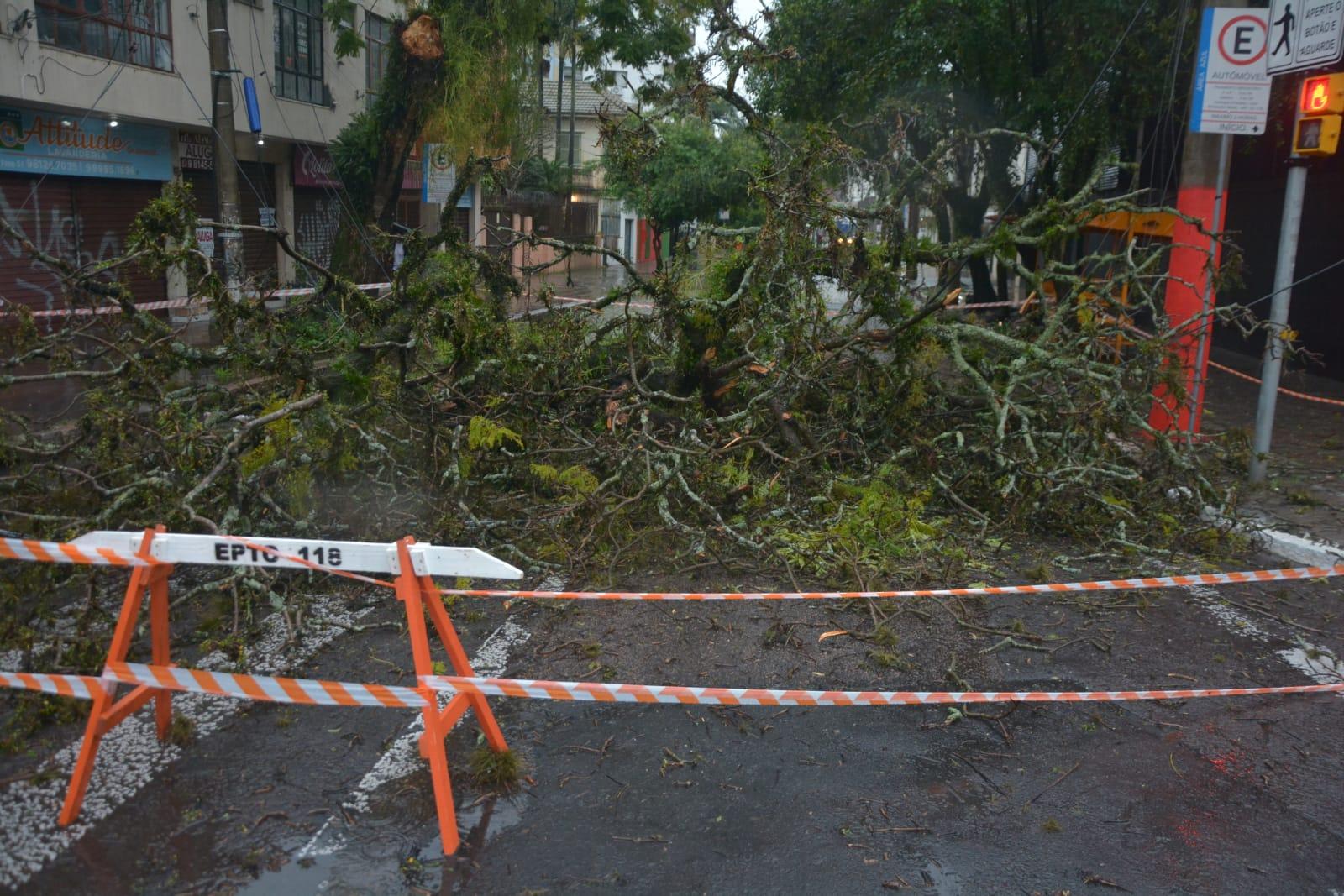 Na Rua Hoffmann com avenida Crist&oacute;v&atilde;o Colombo, a passagem foi totalmente bloqueada por uma &aacute;rvore 