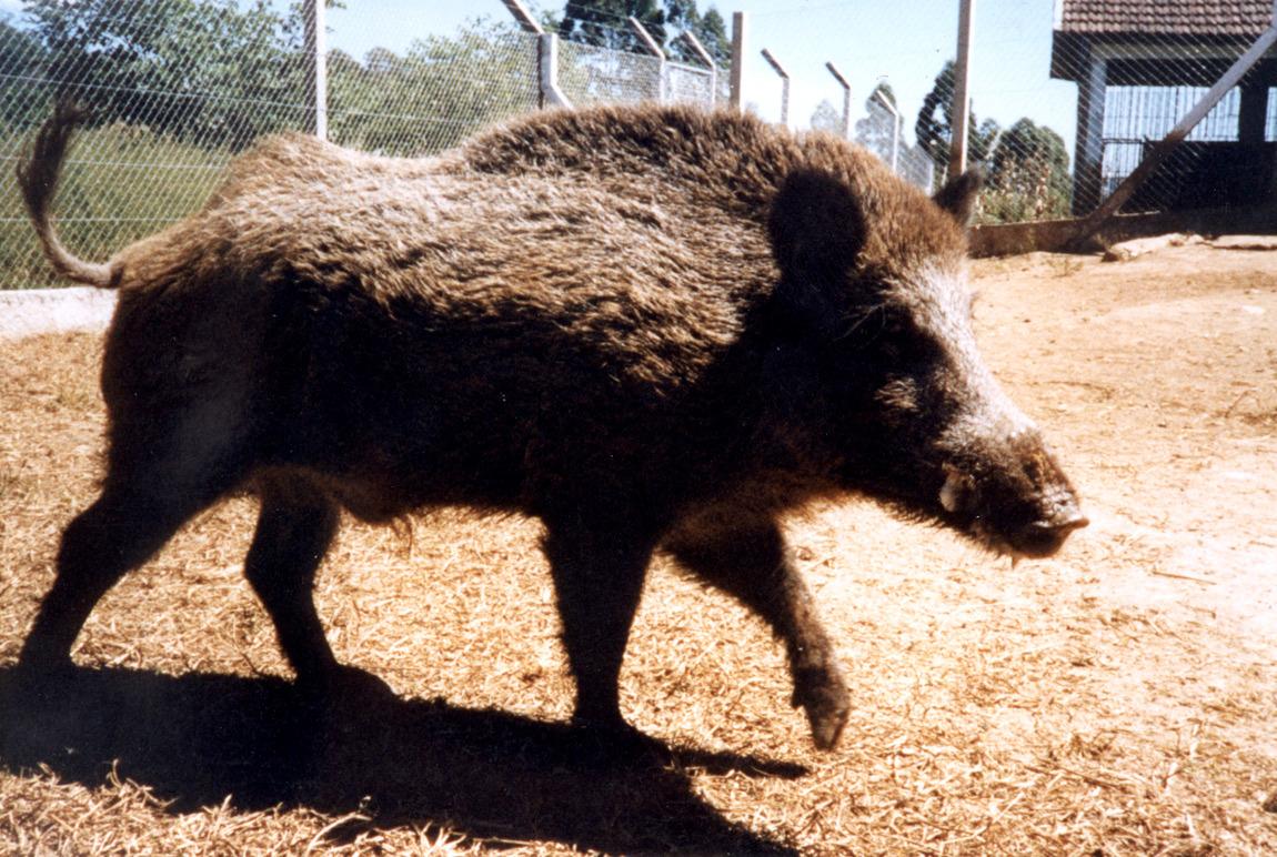 Ibama barra autoriza&ccedil;&otilde;es de ca&ccedil;a a javali e animais ex&oacute;ticos