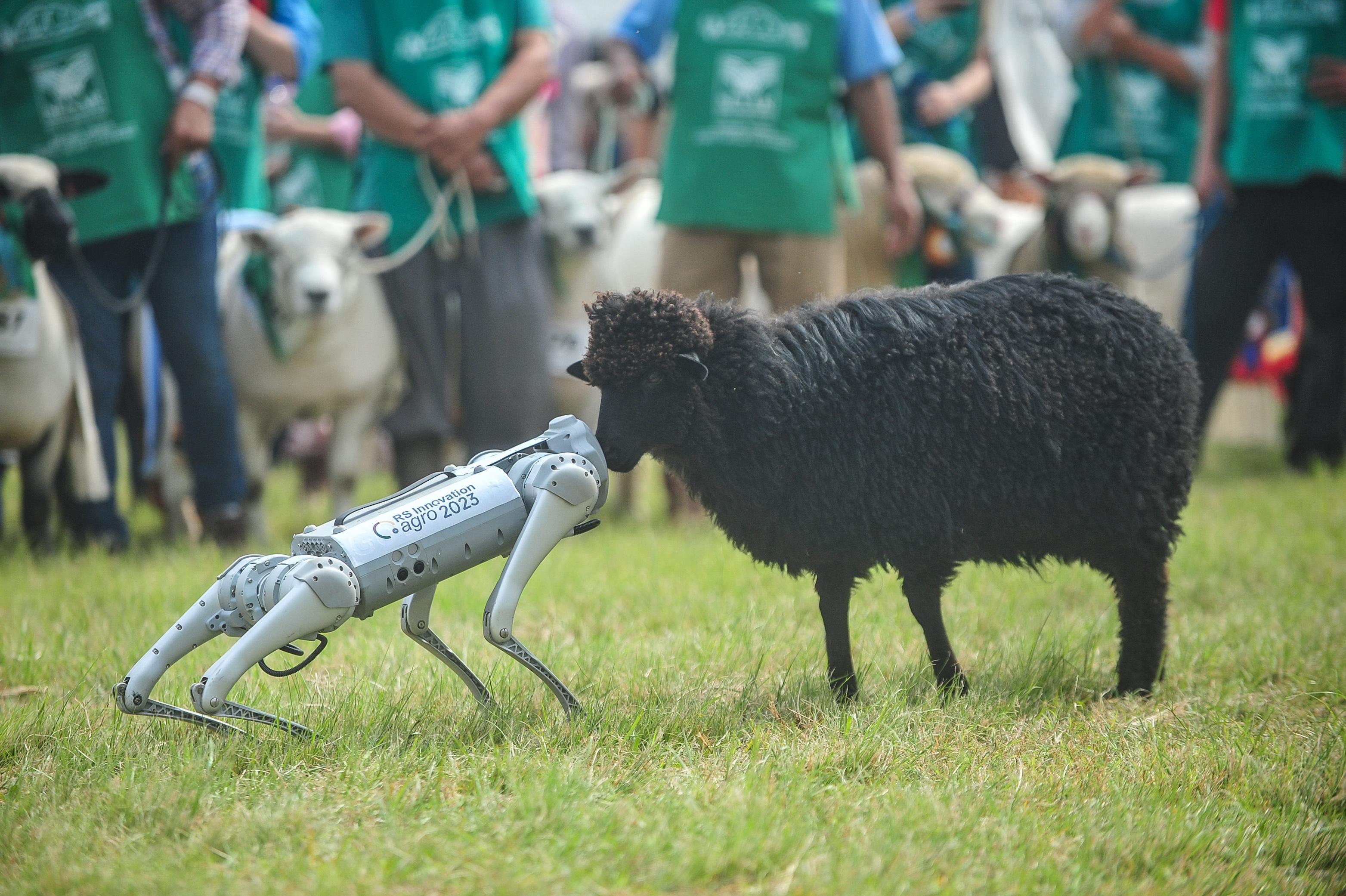 Uma ovelha da ra&ccedil;a crioula interagiu com o c&atilde;o rob&ocirc; 'Cusco Tech' durante um desfile na Expointer 2023.