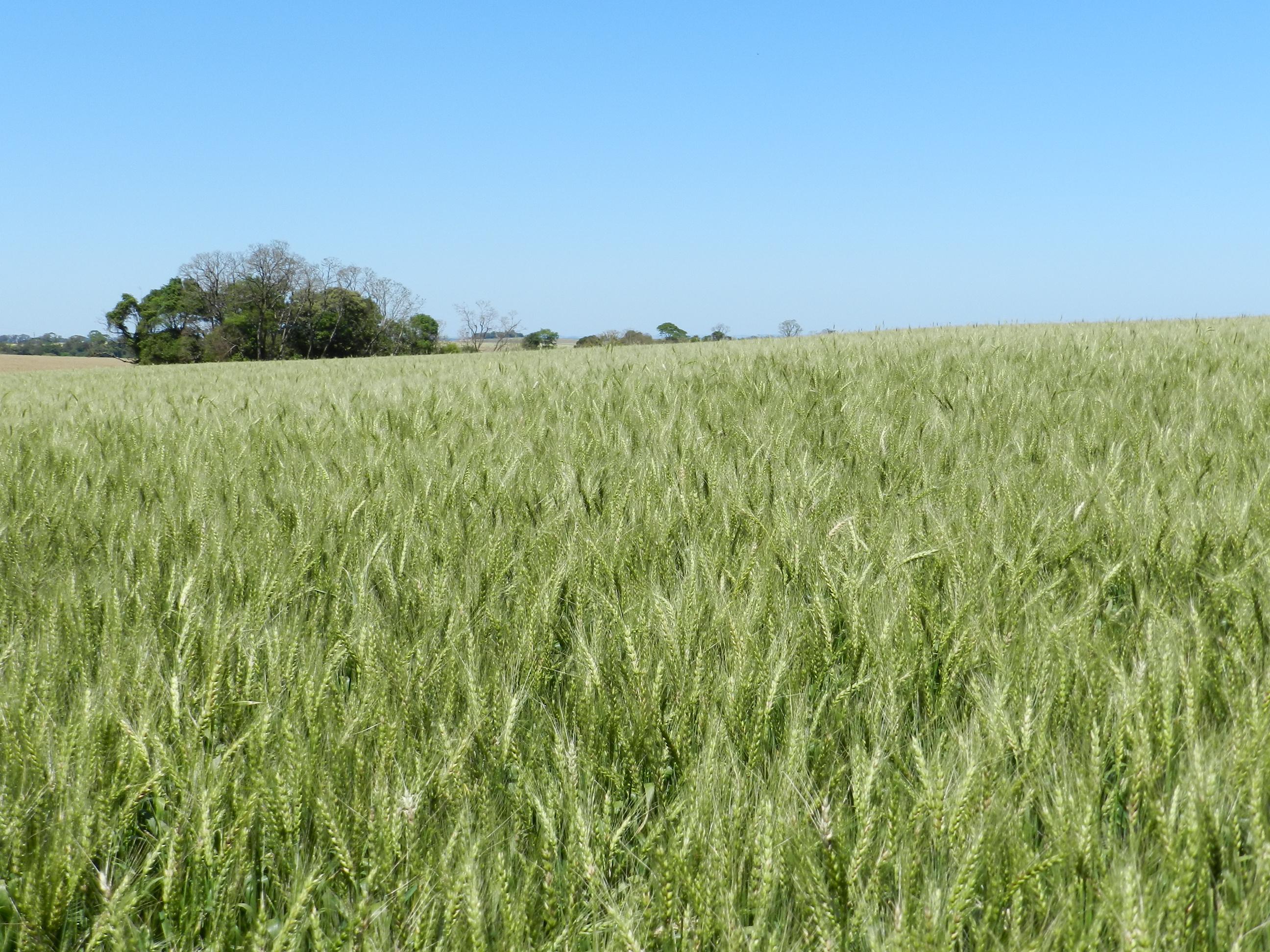 Trigo tem queda no pre&ccedil;o