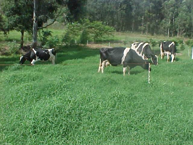 Estudo afirma que o desmatamento para implanta&ccedil;&atilde;o de pastagens foi maior que para o cultivo agr&iacute;cola