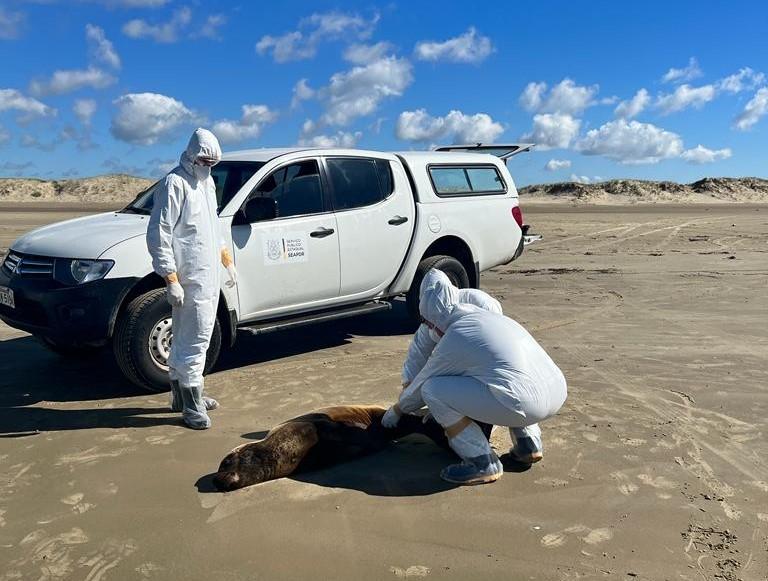 Cerca de cem mam&iacute;feros marinhos foram recolhidos das praias ga&uacute;chas at&eacute; agora