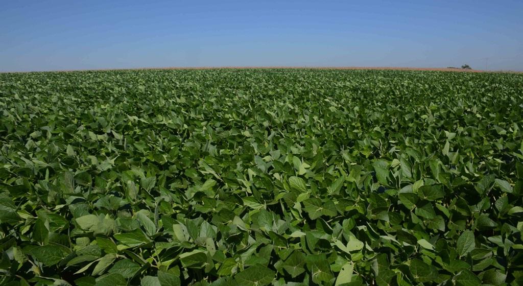 Calend&aacute;rio de plantio da soja se iniciou em 1&ordm; de outubro no RS