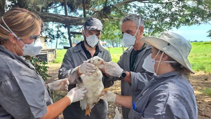 Estado mant&eacute;m monitoramento de aves dom&eacute;sticas e silvestres