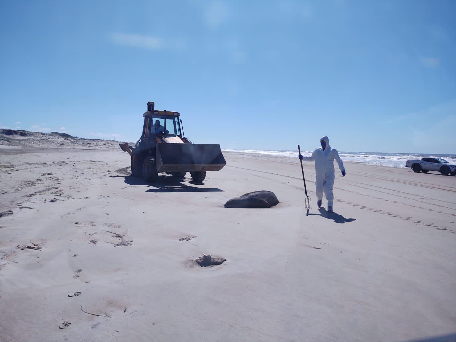 Servidores da prefeitura de Santa Vit&oacute;ria fazem o percurso entre Barra do Chui e Hermenegildo desde o dia 13, identificando e sepultando os animais na pr&oacute;pria orla