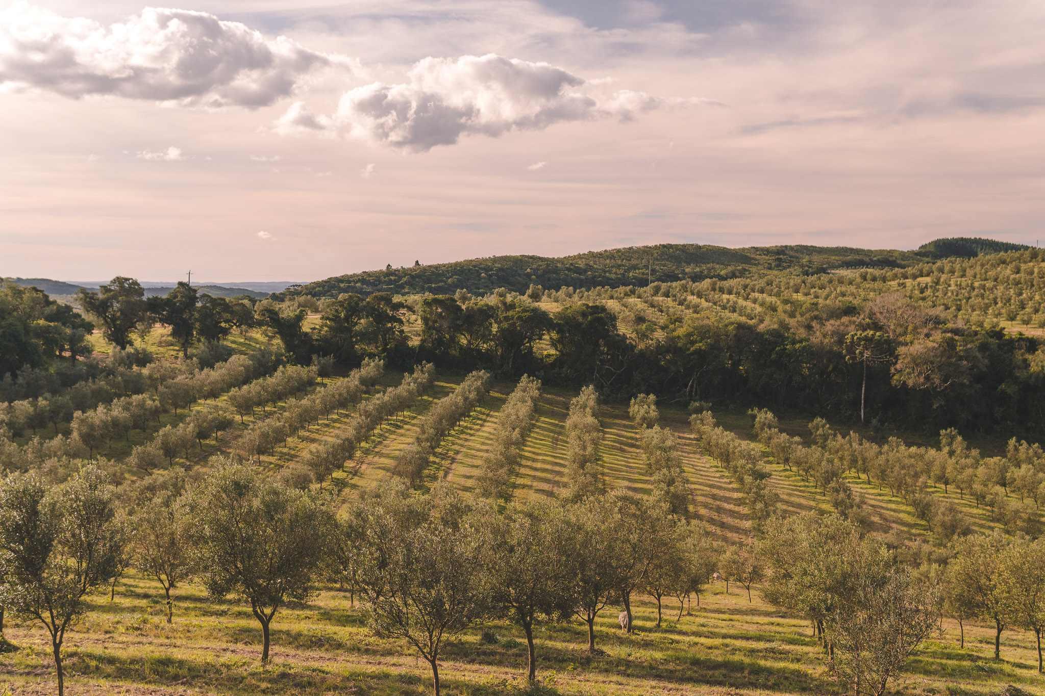 Cultivo come&ccedil;ou em 2012 em uma fazenda de 4 mil hectares