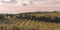 Cultivo começou em 2012 em uma fazenda de 4 mil hectares